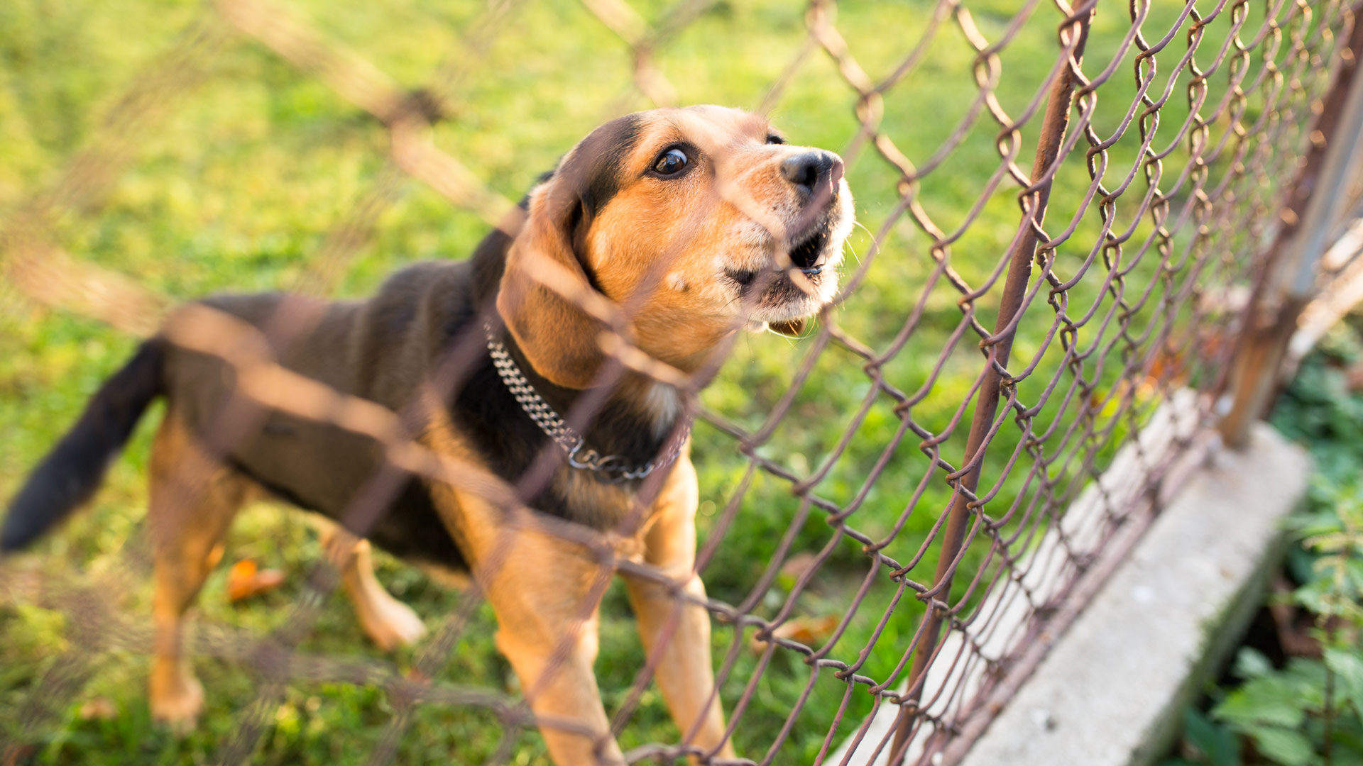 Dog Barking Training Michael s Pack Train Your Dog To Stop Barking