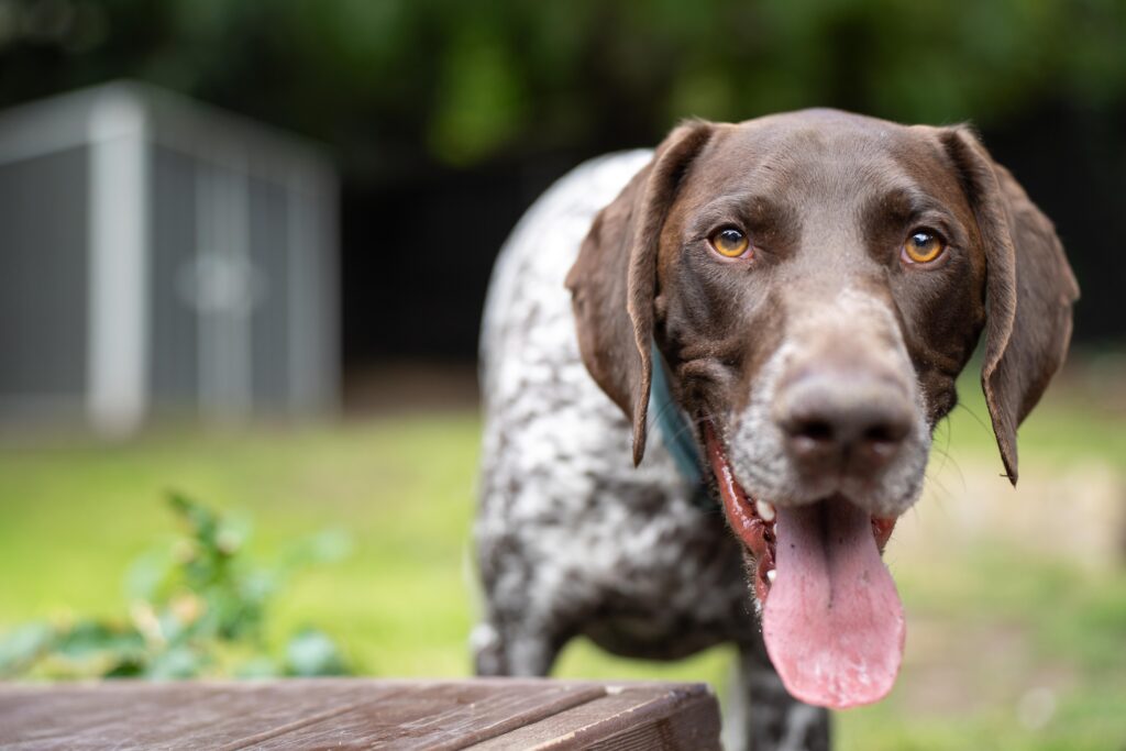 German shorthaired fashion pointer separation anxiety