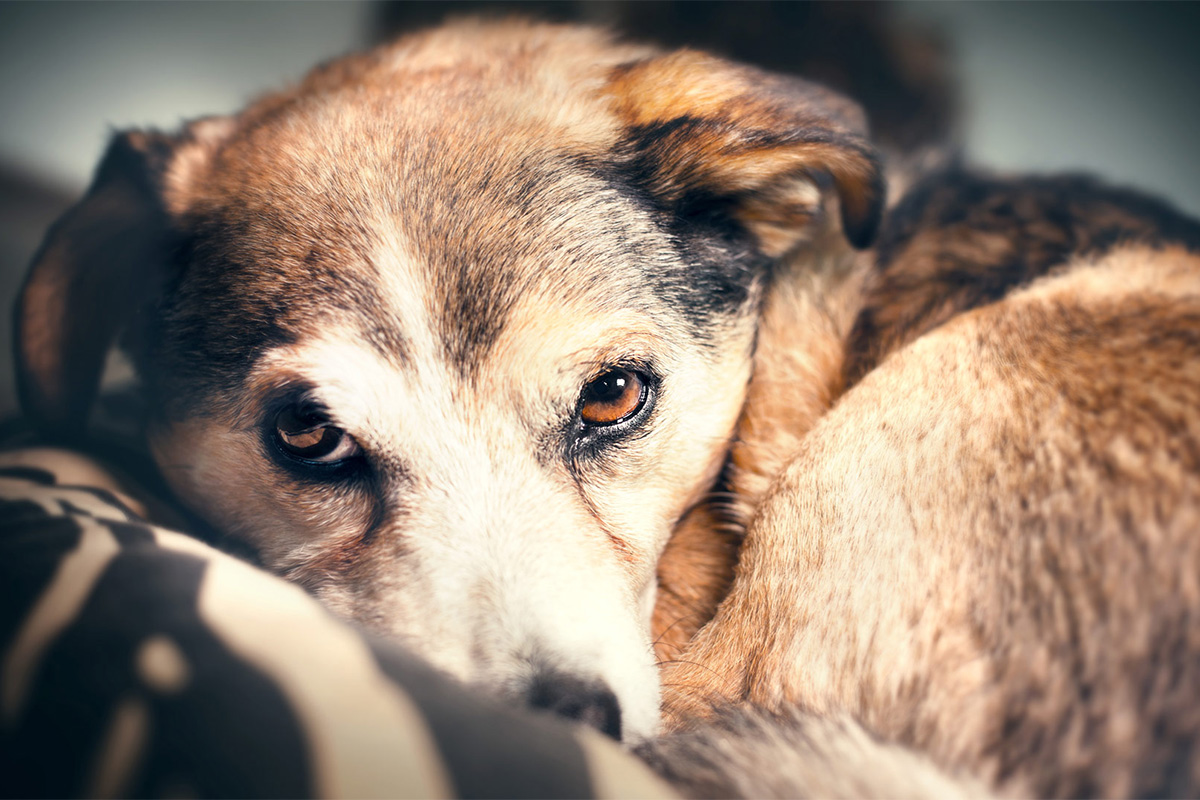 Separation Anxiety in Pets: Your Questions Answered - Veterinary