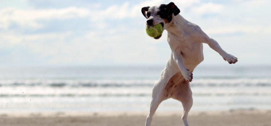 Long Beach NY | Long Beach Dog Training | Michaels Pack