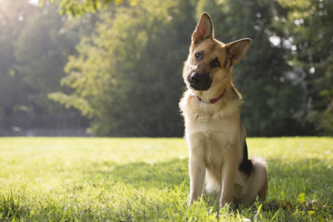 Join Us For a Free Webinar on May 28, 2020: “COVID-19 And Your Dog” | Michaels Pack | Professional Dog Training Services