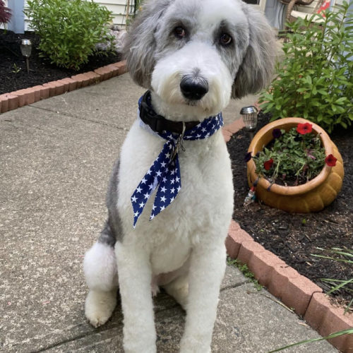 Michael's Pack Dog Trainers Puppy & Adult Dog Training Services