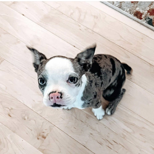 Michael's Pack Dog Trainers Puppy & Adult Dog Training Services