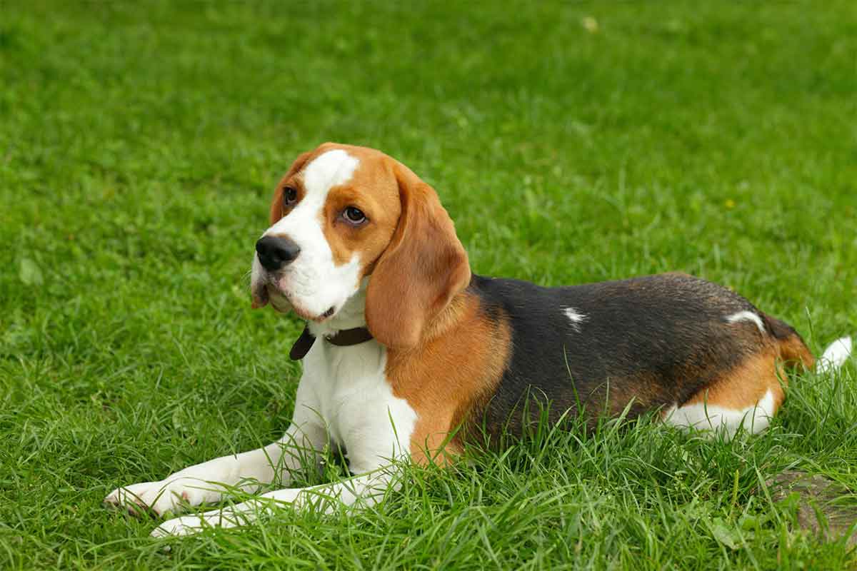 Is Synthetic Grass Good For Dogs? | Michael's Pack