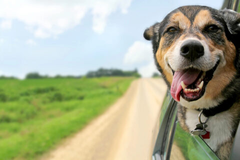 Rescue Dog Training: Helping Adopted Dogs Feel Safe and Secure | Michaels Pack | Professional Dog Training Services