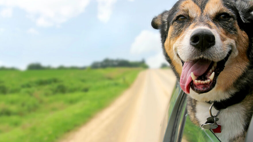 Rescue Dog Training: Helping Adopted Dogs Feel Safe and Secure | Michaels Pack | Professional Dog Training Services